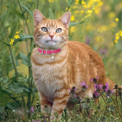Elegant Leather Cat Collar with Bell - Safety Necklace for Small Dogs, Kittens, and Chihuahuas - Pet Accessories